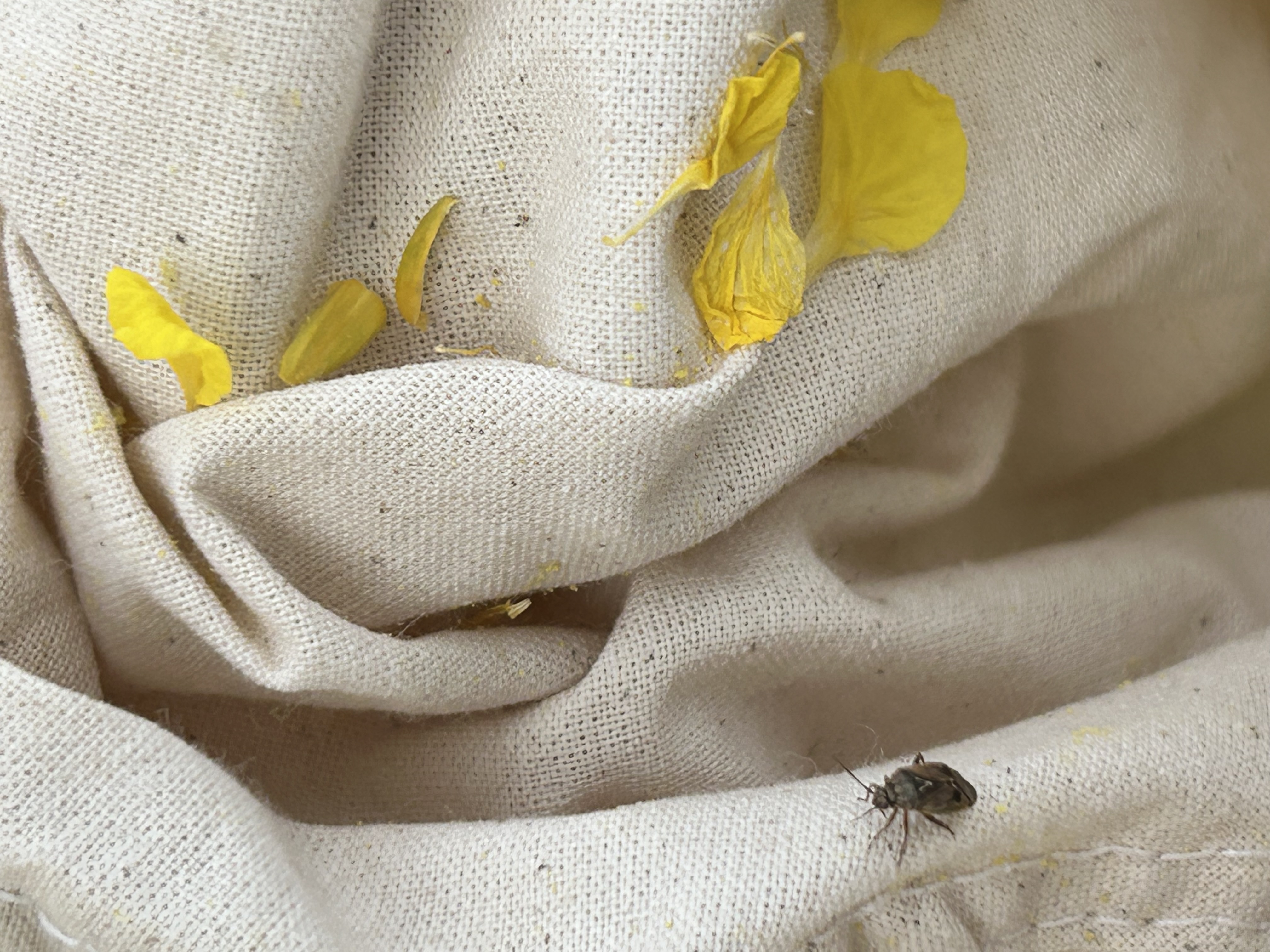 A closeup of canola flowers and a lygus bug on a sweepnet.